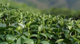 古丈毛尖地理标志商标产品质量技术规范