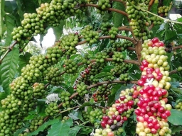 兴隆咖啡地理标志商标产品质量技术规范